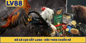 Đá gà cựa sắt LV88