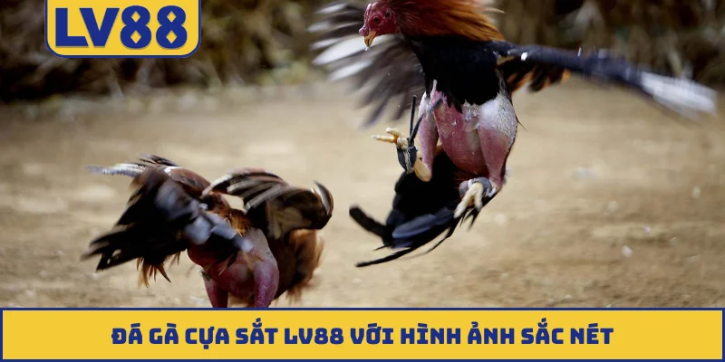 Đá gà cựa sắt LV88 với hình ảnh sắc nét
