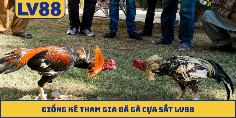 Giống kê tham gia đá gà cựa sắt LV88