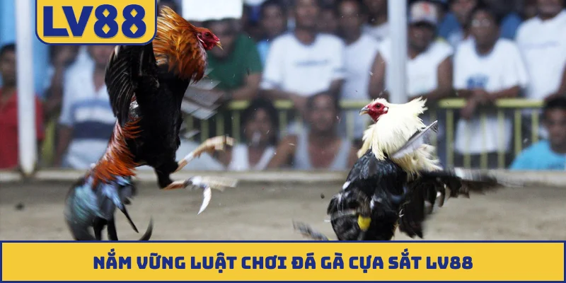 Nắm vững luật chơi đá gà cựa sắt LV88
